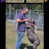 ICCF CANE CORSO PUPPIES 