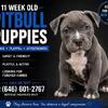 Sweet Blue Pitbull Pups