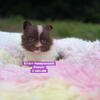 Pet only limited AKC males & females