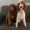 AKC Standard Poodles Red and Red parti color