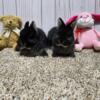 Purebred Netherland Dwarf baby bunnies,  healthy,  handled daily,  sweet