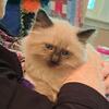 Siamese
