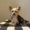 AKC Yorkshire Terrier