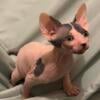 Sphynx & Bambino Kittens