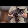 POLY BLUE EYED MAINE COoN DUE SOON text 980-616-0124