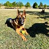 AKC GERMAN SHEPHERD PUPPIES