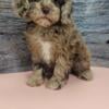 Cavapoo Puppies. For Sale New York, New Jersey