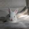 sweet & soft pet bunnies for sale, rex & new zealand, 10 rabbits in litter