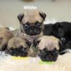 Male Pug Puppy