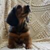 Ol Red - AKC Male Standard Longhair Dachshund - RTG