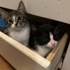 Kittens