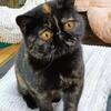 Beautiful Short hair Exotic persian