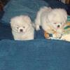 Puppies! puppies! Puppies!  PENDING