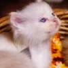 TICA Cream Ragdoll male 