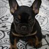 OFA akc French bulldog pups