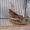 Beautiful zebra finches, bonded pairs