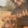 GOLDEN RETRIEVER PUPS, 2 males