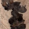 Cane Corso pups