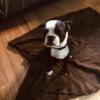 Five month old male Boston Terrier for sale