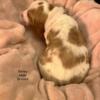 Barley: Bi-color Basset Hound puppy (spoken for)