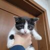 3 Kittens
