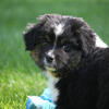 Miniature American Shepherd puppies.