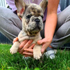 French Bulldog male puppy for sale