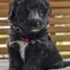 Mini Aussiedoodle Puppies