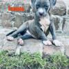 American bully classic