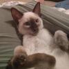 Sold. Siamese kitten available!!