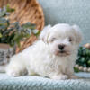Beautiful AKC Maltese Puppies 