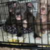 Exotic micro puppies looking for new home