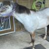 Mini horses well bred and trained for sale