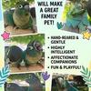 Baby Green Cheeks sale!!!