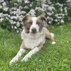 Red Merle Australian Shepard for Stud