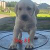 AKC Lab puppies