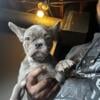 Female Blue French Bulldog Fluffy Carrier