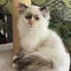 Female mitted seal tortie ragdoll kitten
