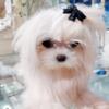 Akc Korean Maltese Teacup Stud