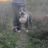 XL American Bullys - Females