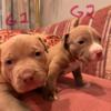 Pure pitbull puppies