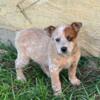 Female red heeler pup