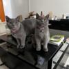 2 female British shorthair kittens