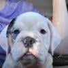 Tri Merle English Bulldog Mix Puppy