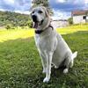 White lab Coshocton, Ohio