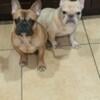 French Bulldogs for sale