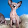 Sphynx kitten boy available