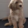 Precious Goldendoodle