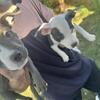 Bully/pit puppy