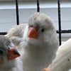 Zebra finches for sale